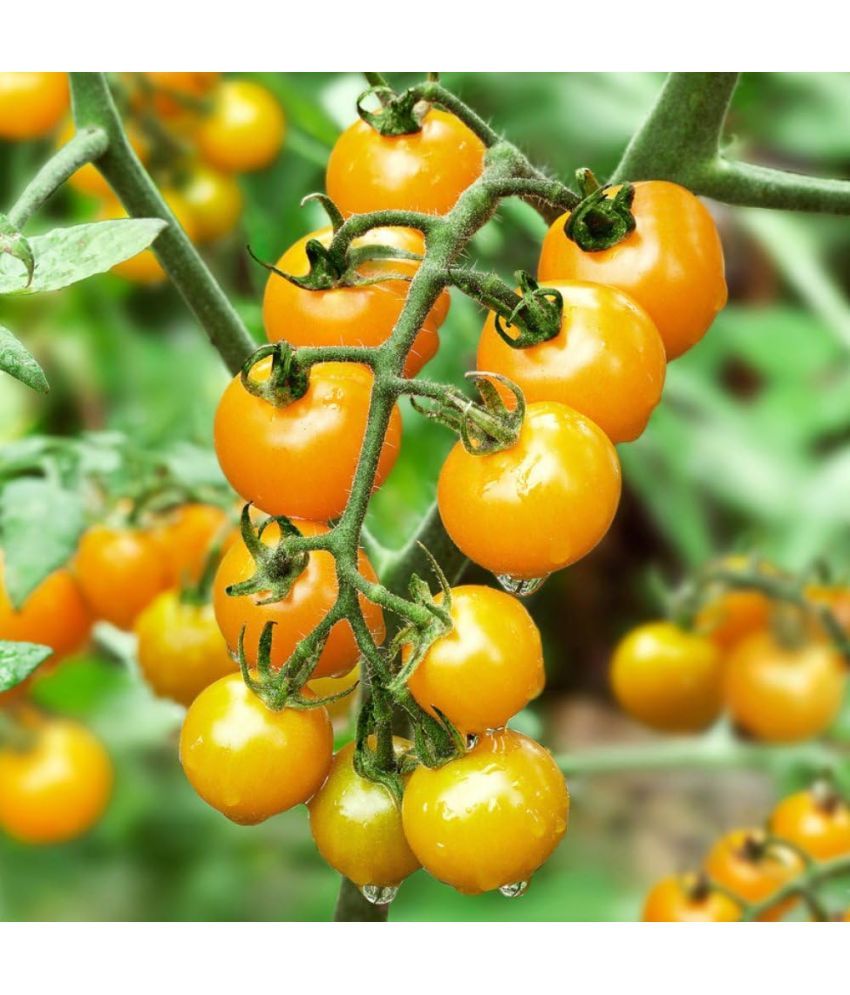     			Jignisha Seeds Organic Tomato Vegetable ( 50 Seeds )