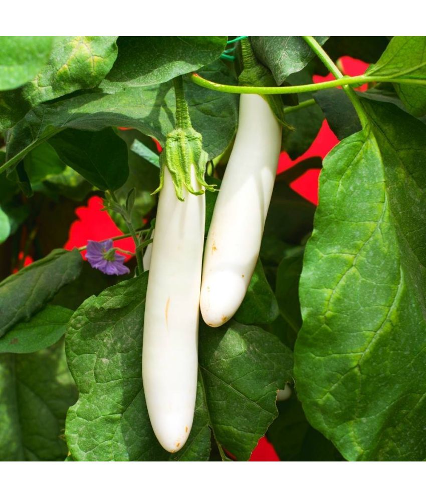     			Jignisha Seeds Organic White Long Brinjal Vegetable ( 50 Seeds )