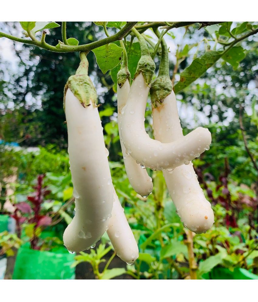     			Jignisha Seeds Organic White Long Brinjal Vegetable ( 50 Seeds )