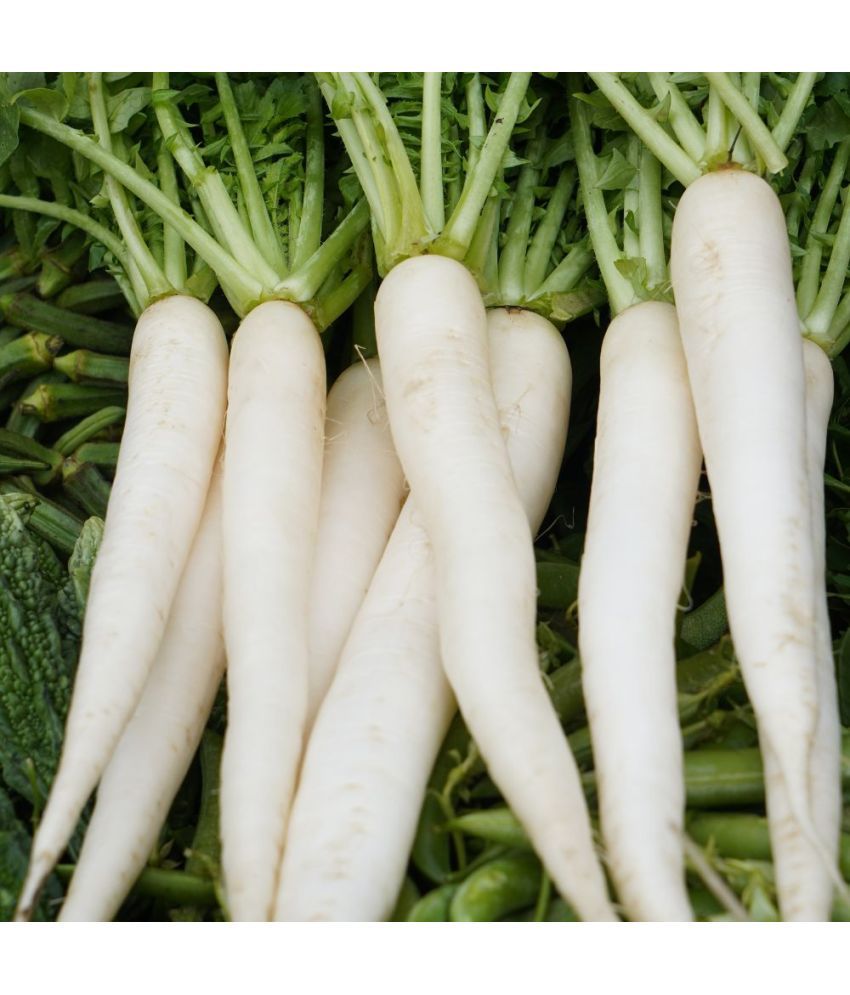     			Jignisha Seeds Organic White Radish Vegetable ( 500 Seeds )