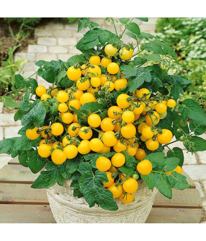     			Jignisha Seeds Organic Yellow Cherry Tomato Vegetable ( 50 Seeds )