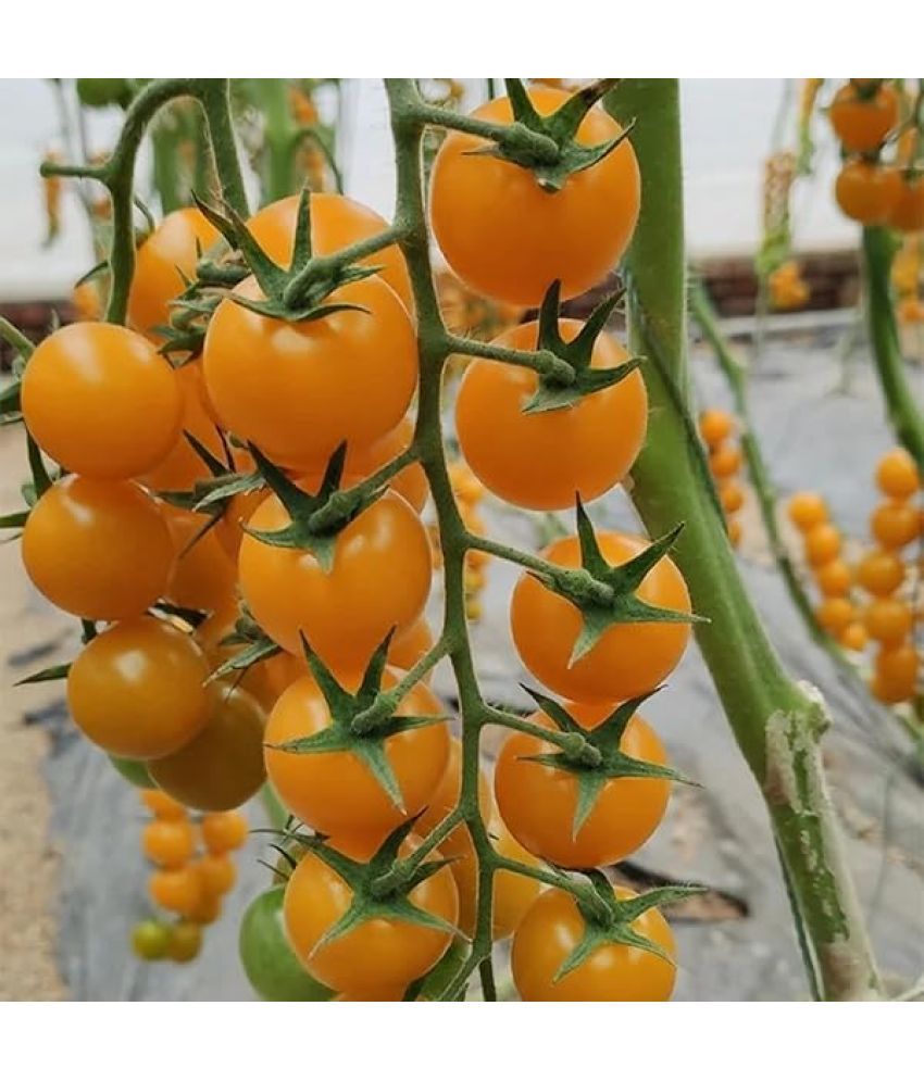     			Jignisha Seeds Organic Yellow Cherry Tomato Vegetable ( 50 Seeds )