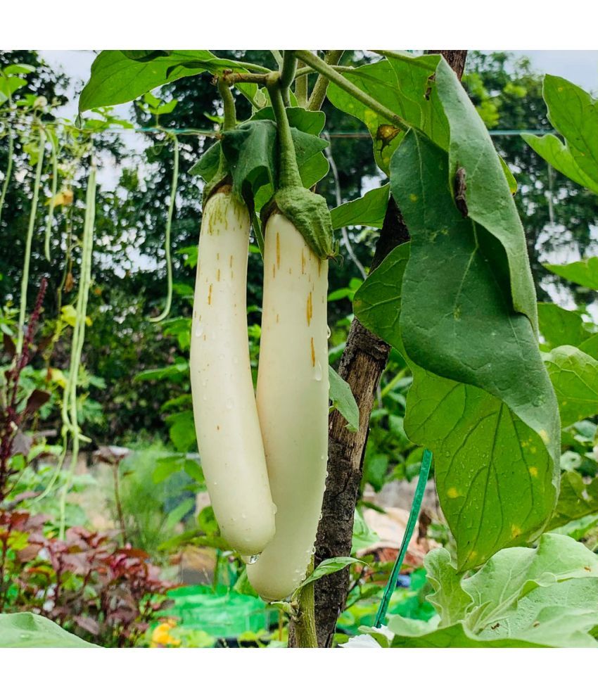     			Jignisha Seeds White Long Brinjal Vegetable ( 50 Seeds )