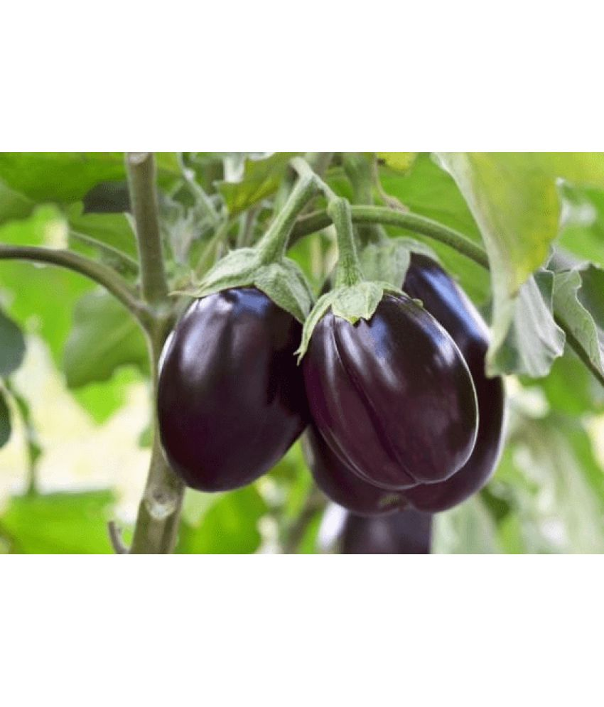     			LiveNature Brinjal Vegetable ( 100 Seeds )