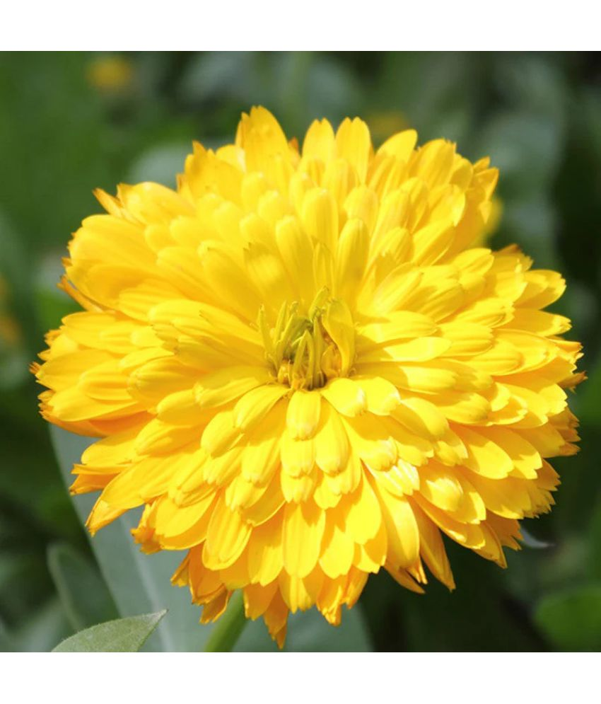     			Vedhahi Calendula Flower ( 10 Seeds )