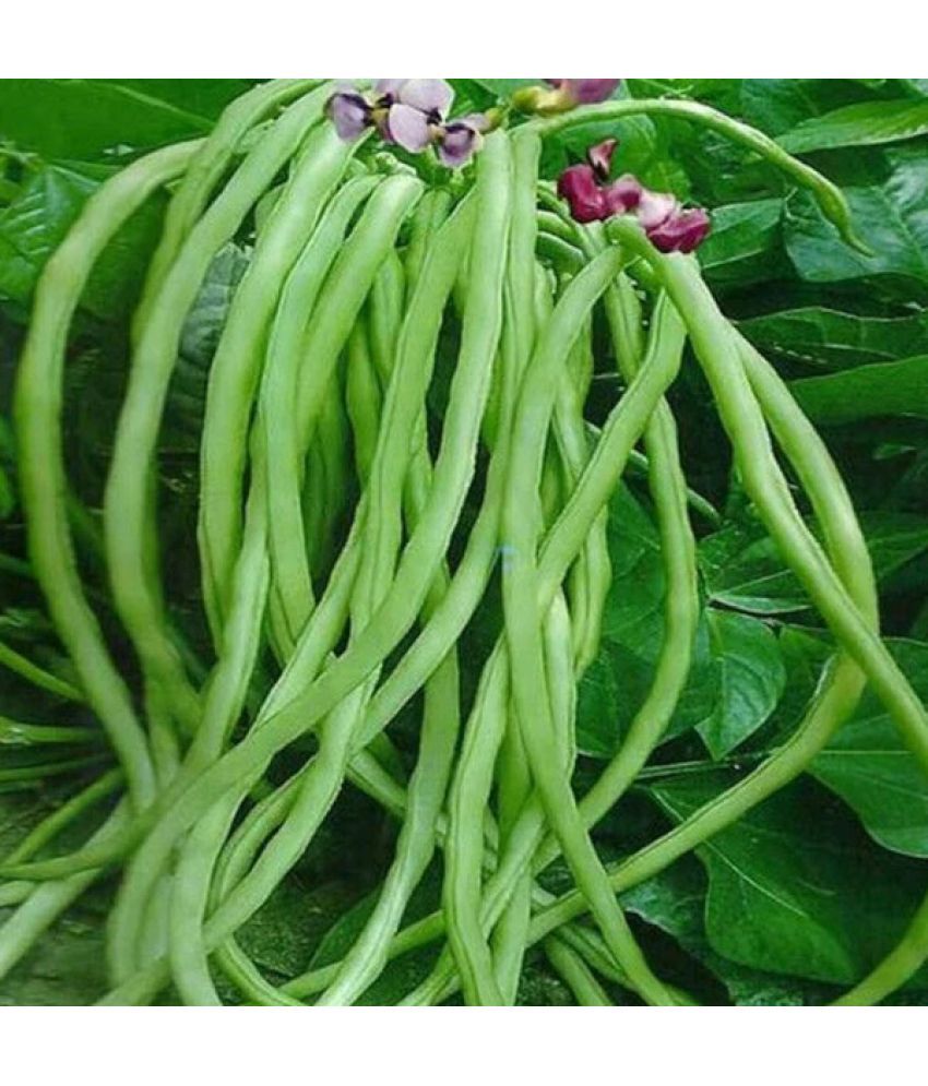     			LiveNature Lobia Beans Vegetable ( 100 Seeds )