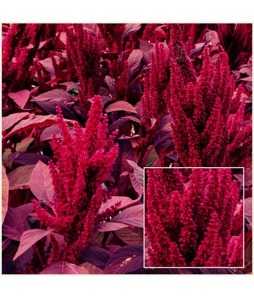     			Rad Amaranthus 200 Premium Vegetable Seeds