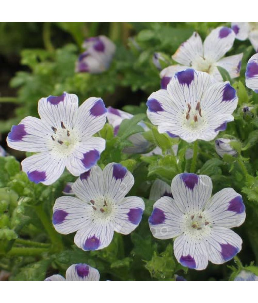     			Vedhahi Nemesia Flower ( 10 Seeds )