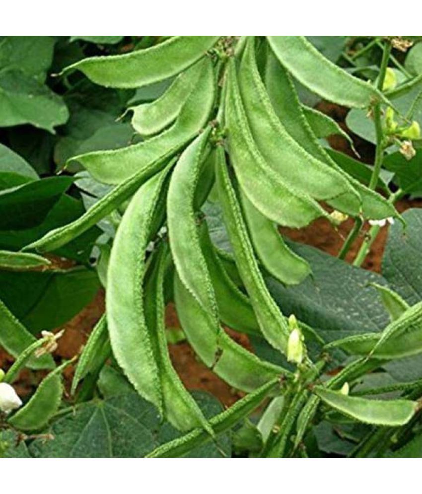     			LiveNature Sem Phali Vegetable ( 50 Seeds )