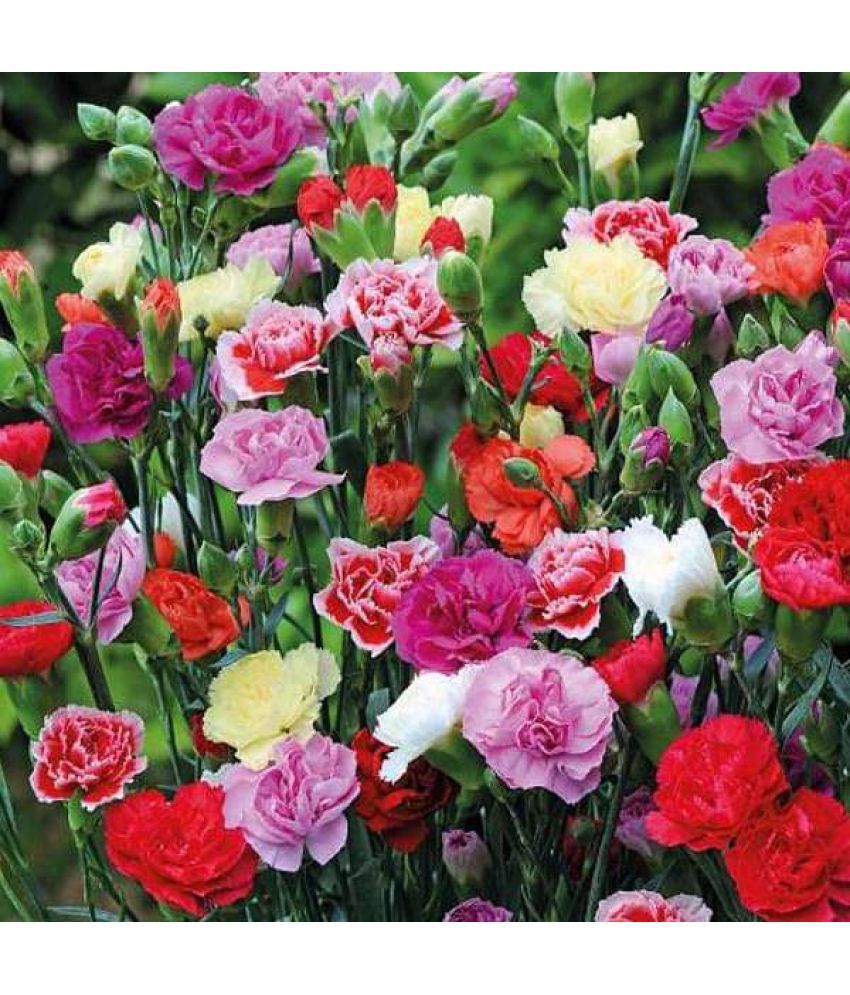     			Jignisha Seeds Carnation Mixed Flower ( 30 Seeds )