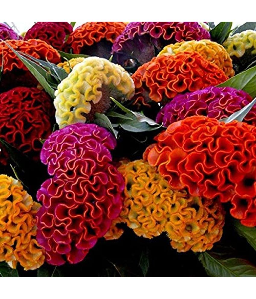     			Jignisha Seeds Cockcomb Mix Flower ( 30 Seeds )