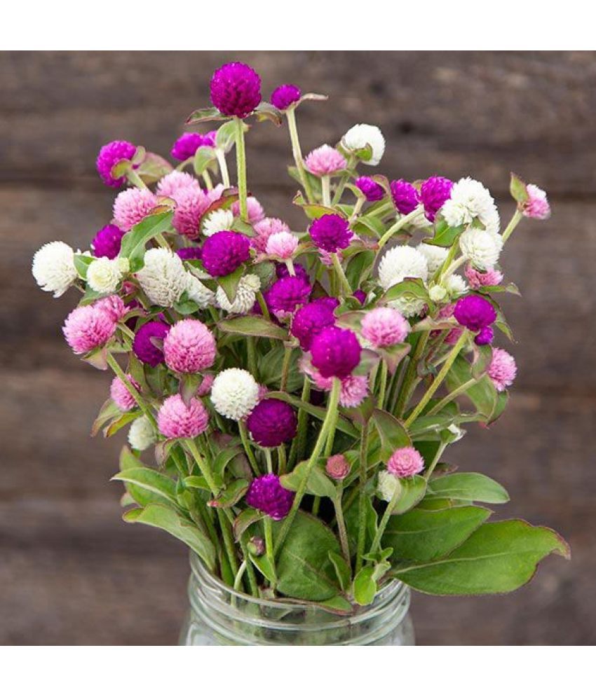     			Jignisha Seeds Gomphrena Mixed Flower ( 30 Seeds )