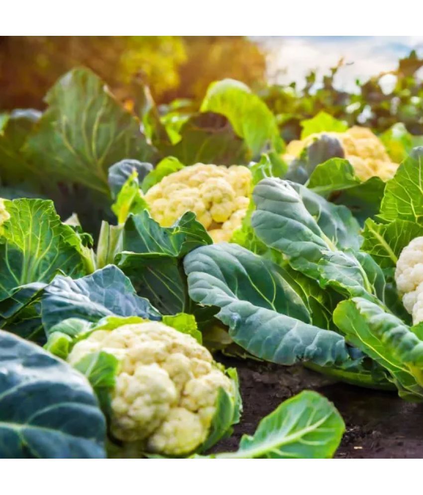     			Jignisha Seeds Hybrid Cauliflower Vegetable ( 100 Seeds )