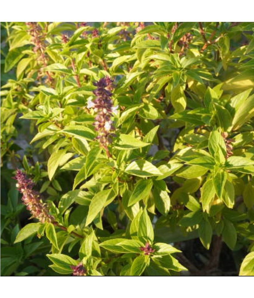     			Jignisha Seeds Hybrid Tulsi (Holy Basil) Herb ( 100 Seeds )