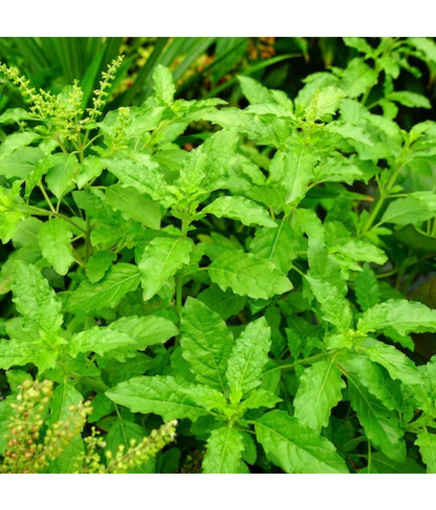     			Jignisha Seeds Hybrid Tulsi (Holy Basil) Herb ( 100 Seeds )