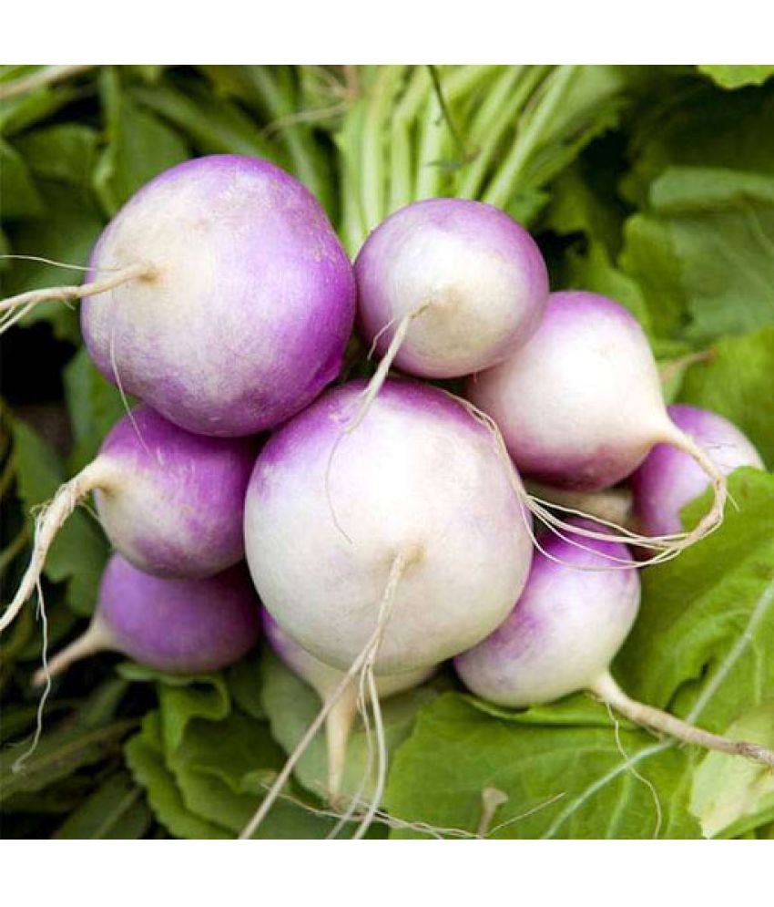     			Jignisha Seeds Hybrid Turnip Purple Top Vegetable ( 50 Seeds )