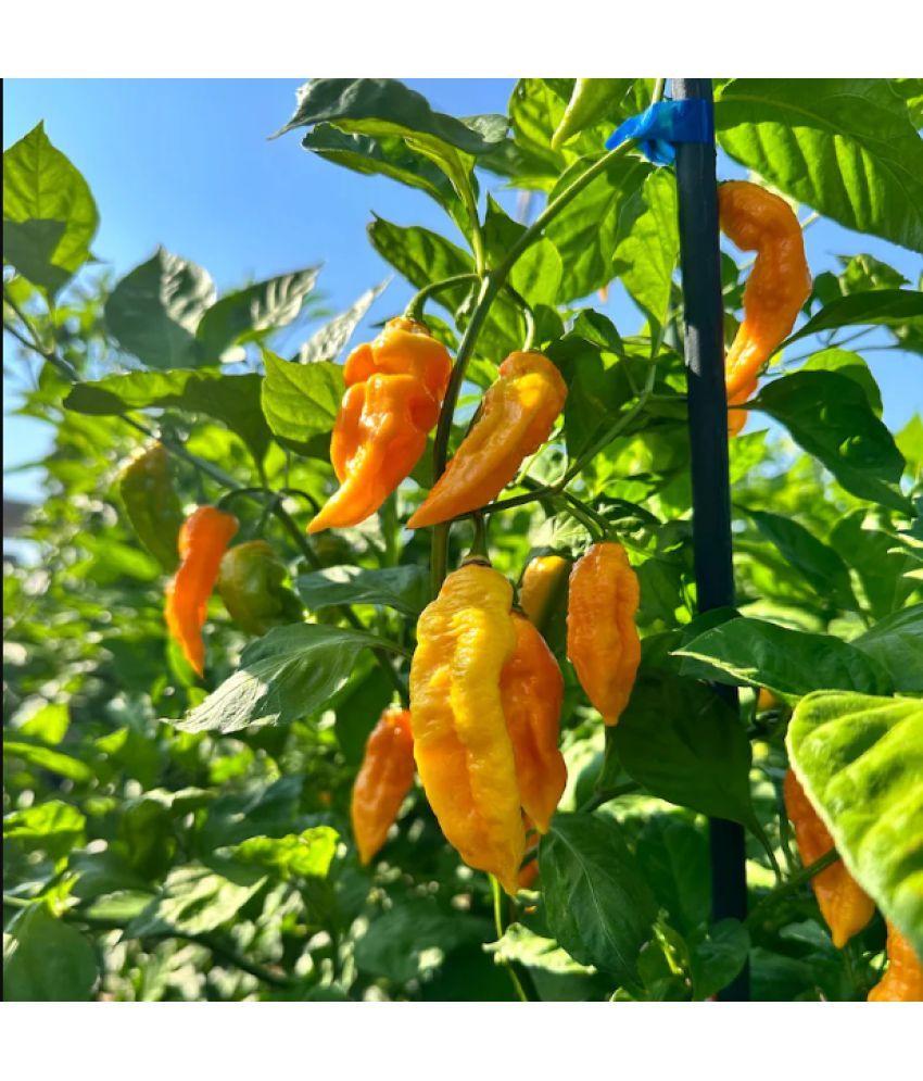     			Jignisha Seeds Hybrid Yellow Ghost Chilli Vegetable ( 30 Seeds )