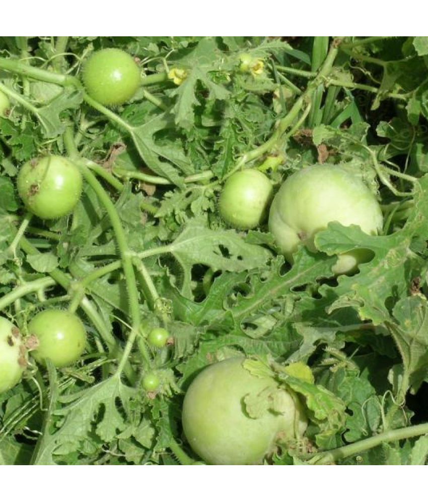     			Jignisha Seeds Organic Apple Gourd Vegetable ( 50 Seeds )