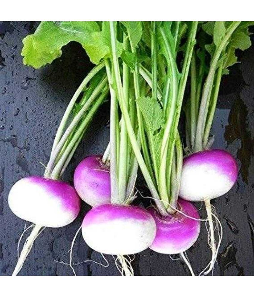     			Jignisha Seeds Organic Turnip Purple Top Vegetable ( 50 Seeds )