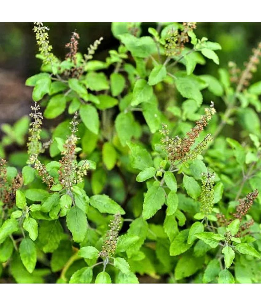     			Jignisha Seeds Tulsi (Holy Basil) Herb ( 100 Seeds )