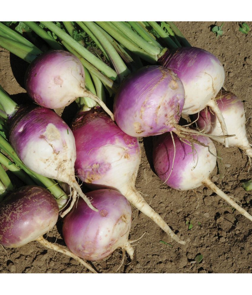     			Jignisha Seeds Turnip Purple Top Vegetable ( 50 Seeds )