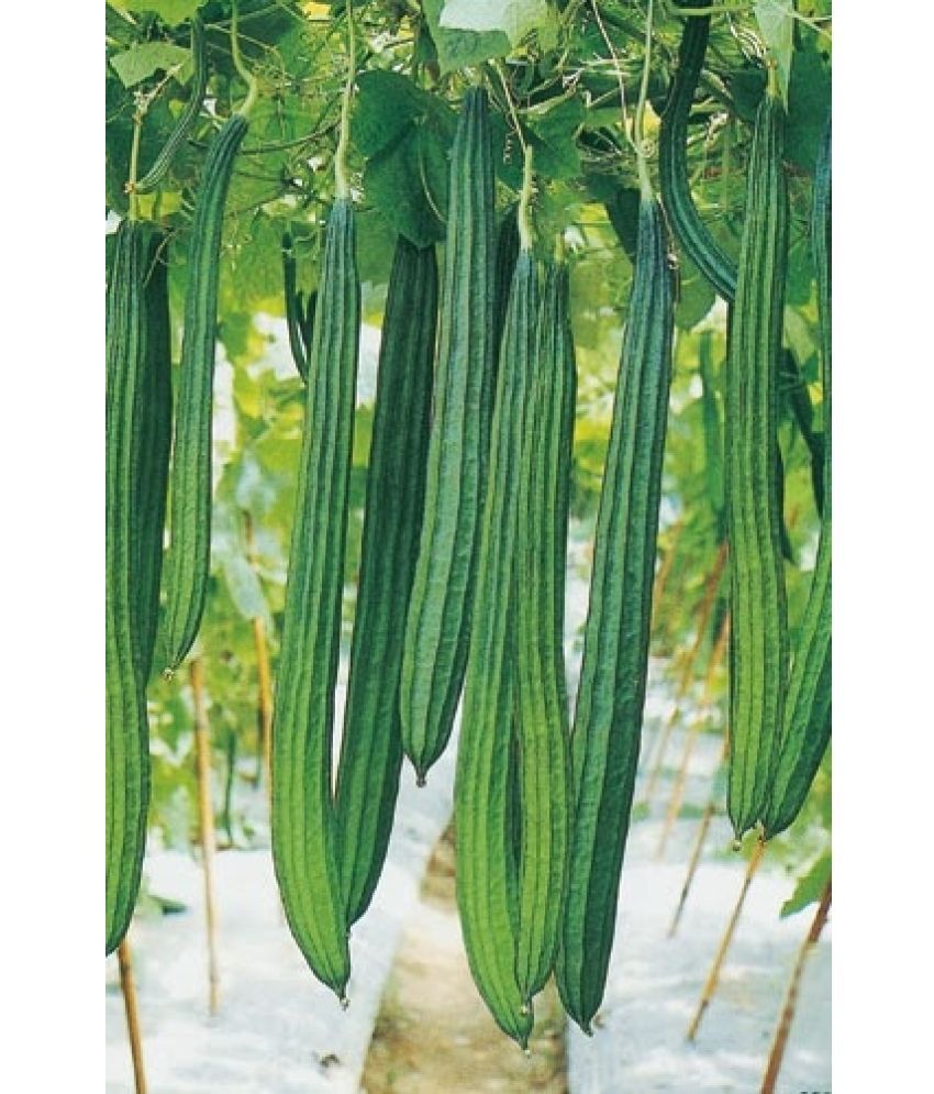     			LiveNature Ridge Gourd (Toree) Vegetable ( 50 Seeds )