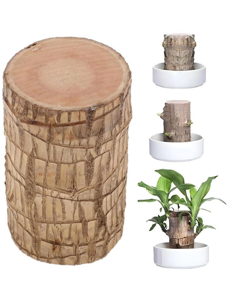     			Bhavyta Brazilian Lucky Bamboo Plant Wood Polish Block Lucky Good Luck Plant, Brazil Wood Plant For Home 300 g