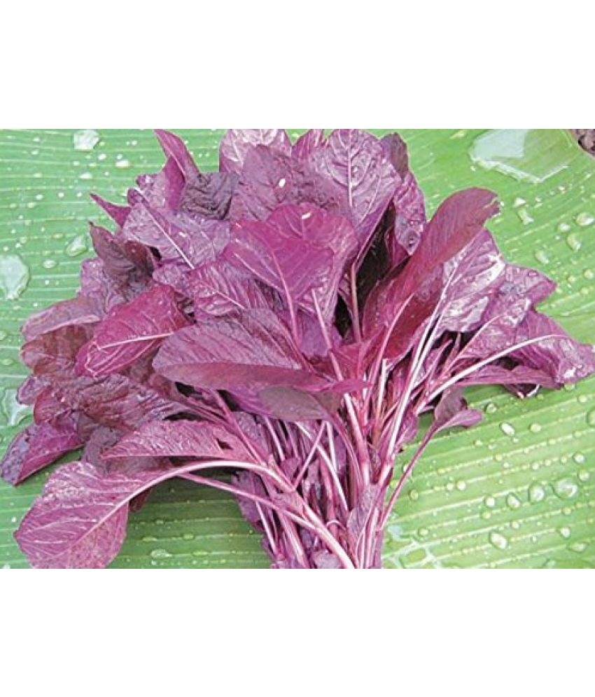     			LiveNature Chaulai (Saag) Vegetable ( 200 Seeds )