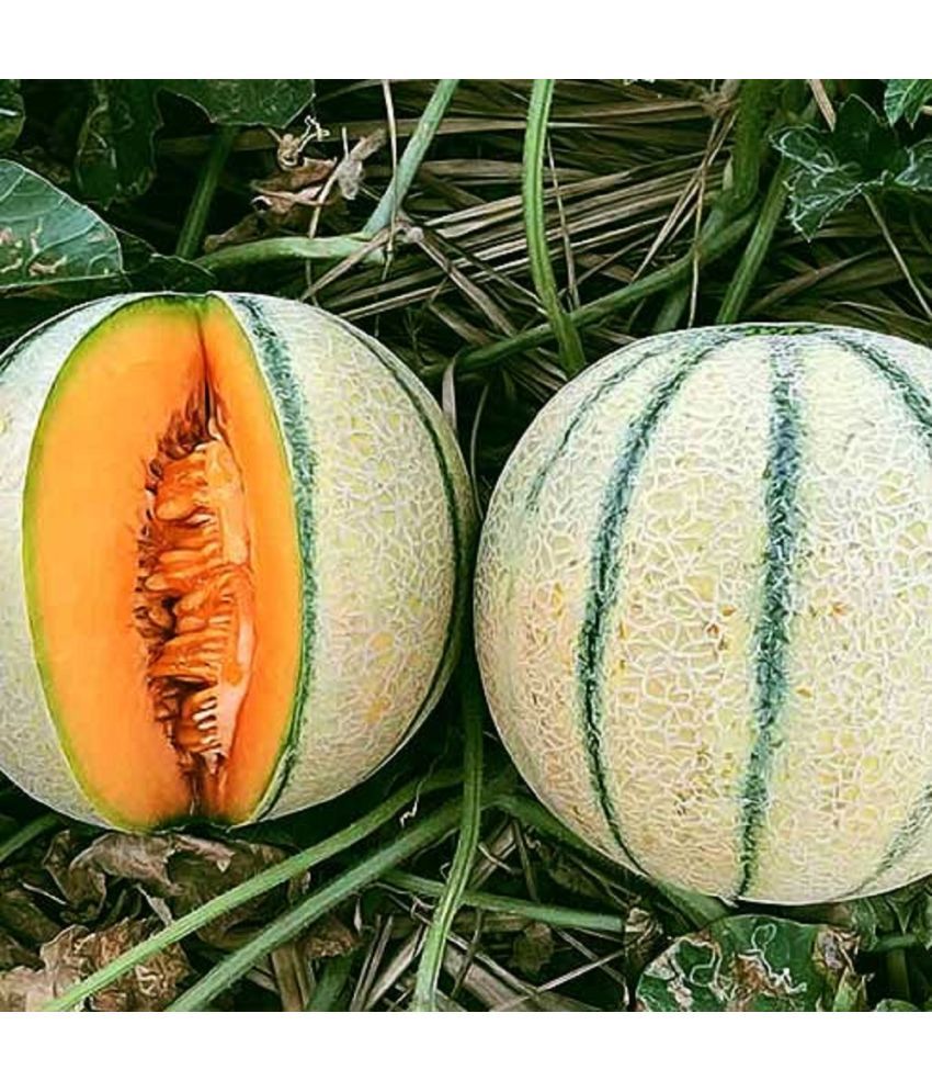     			Jignisha Seeds Hybrid Muskmelon Fruit ( 30 Seeds )