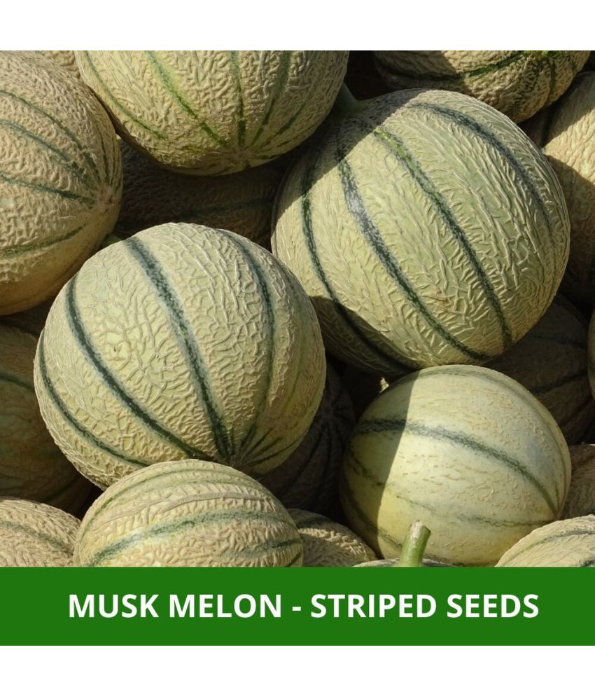     			Jignisha Seeds Hybrid Muskmelon Fruit ( 30 Seeds )