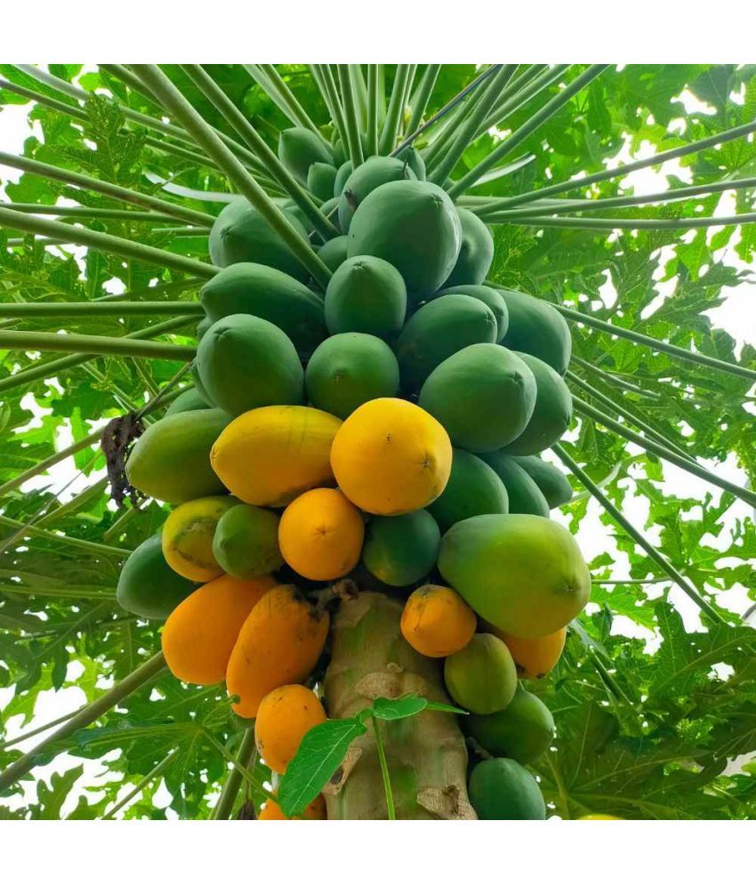     			Jignisha Seeds Hybrid Papita Fruit ( 200 Seeds )