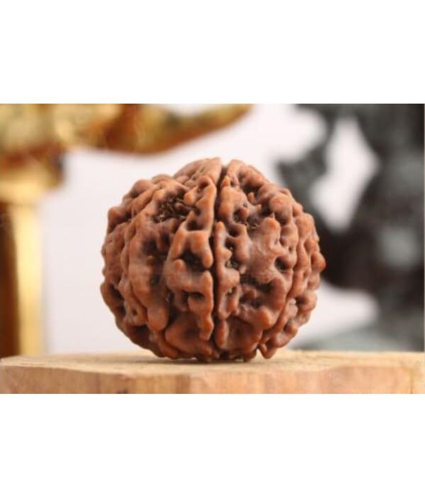     			YASH GEMS Rudraksha Bead ( Pack of 1 )