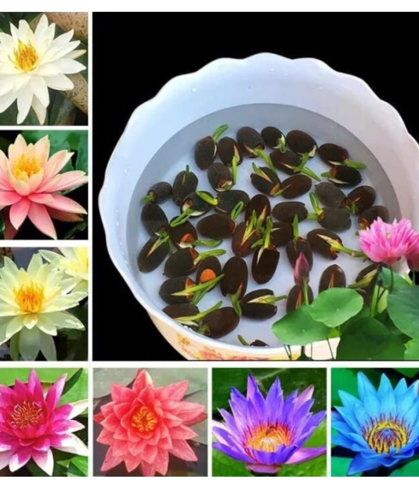     			Jignisha Seeds Lotus Flower ( 15 Seeds )