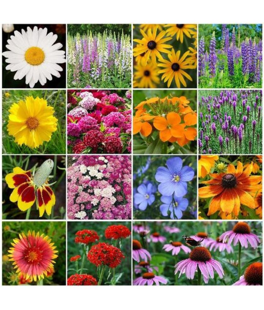     			zello. Mixed Flower 15 Varieties ( 400 Seeds )