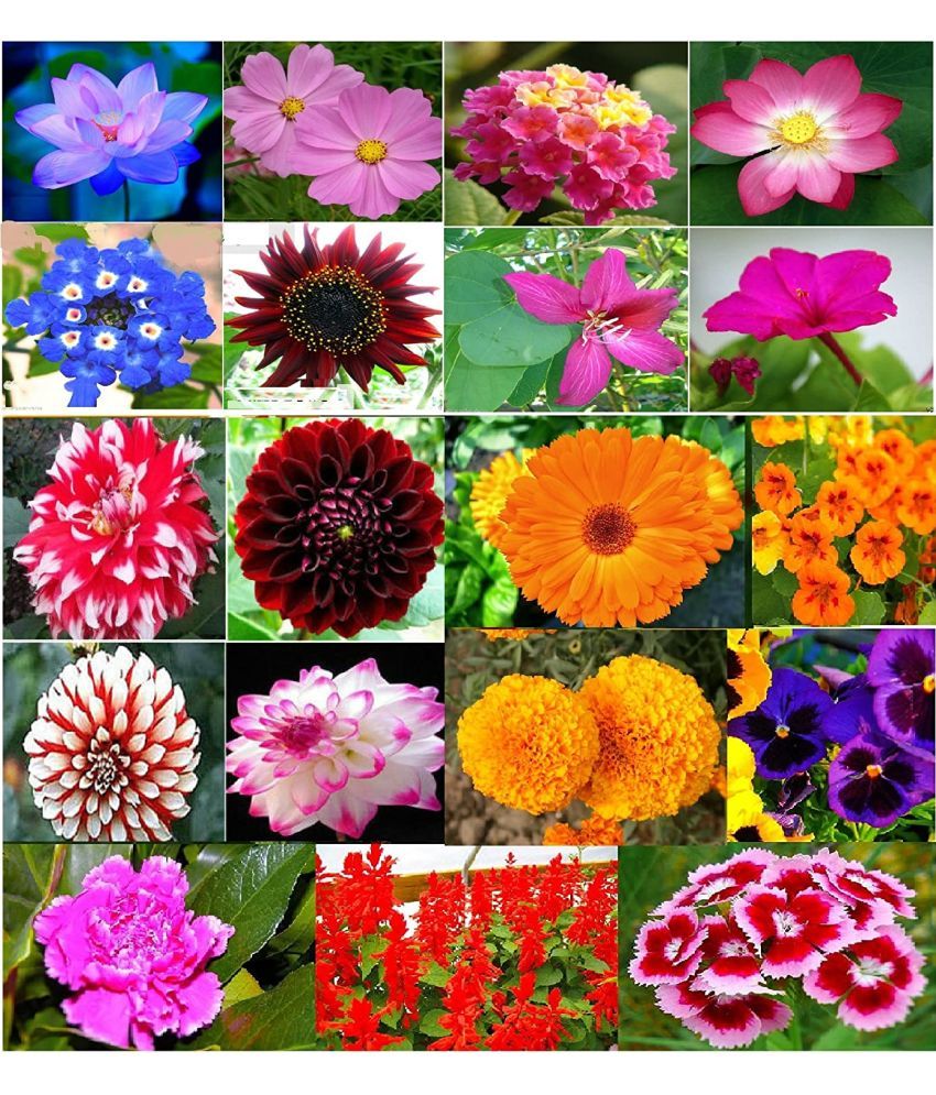     			zello. Mixed Flower 20 Varieties ( 500 Seeds )