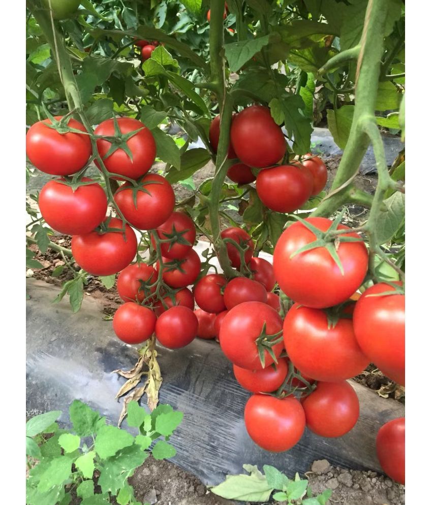     			LiveNature Red Cherry Tomato Vegetable ( 1000 Seeds )