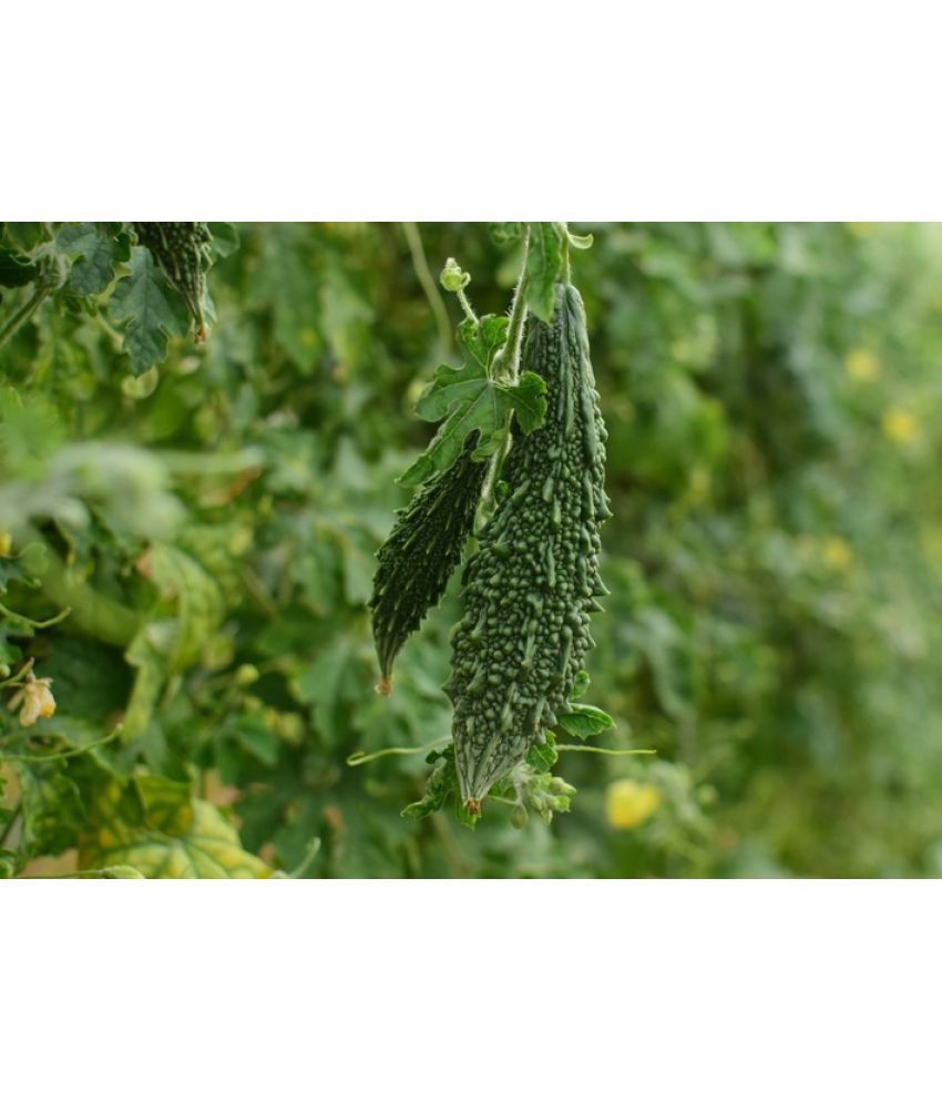     			zello. Hybrid Bitter Gourd Vegetable ( 20 Seeds )