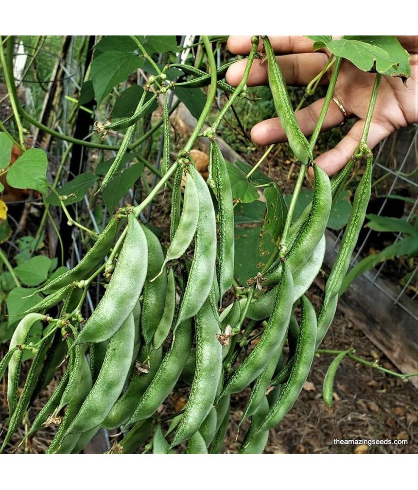     			zello. French Bean Vegetable ( 25 Seeds )