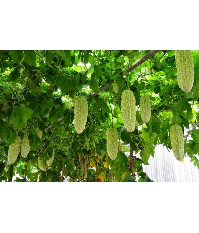     			zello. Hybrid Bitter Gourd Vegetable ( 20 Seeds )