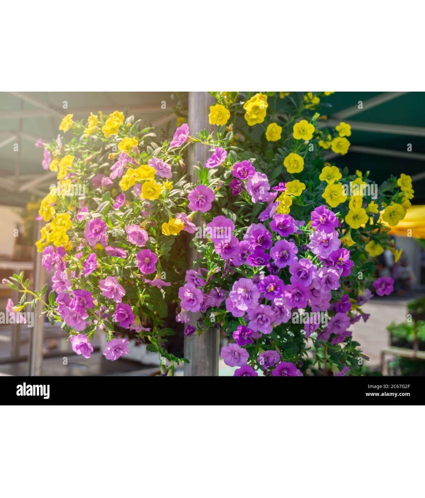     			zello. Petunia Mixed Flower ( 50 Seeds )