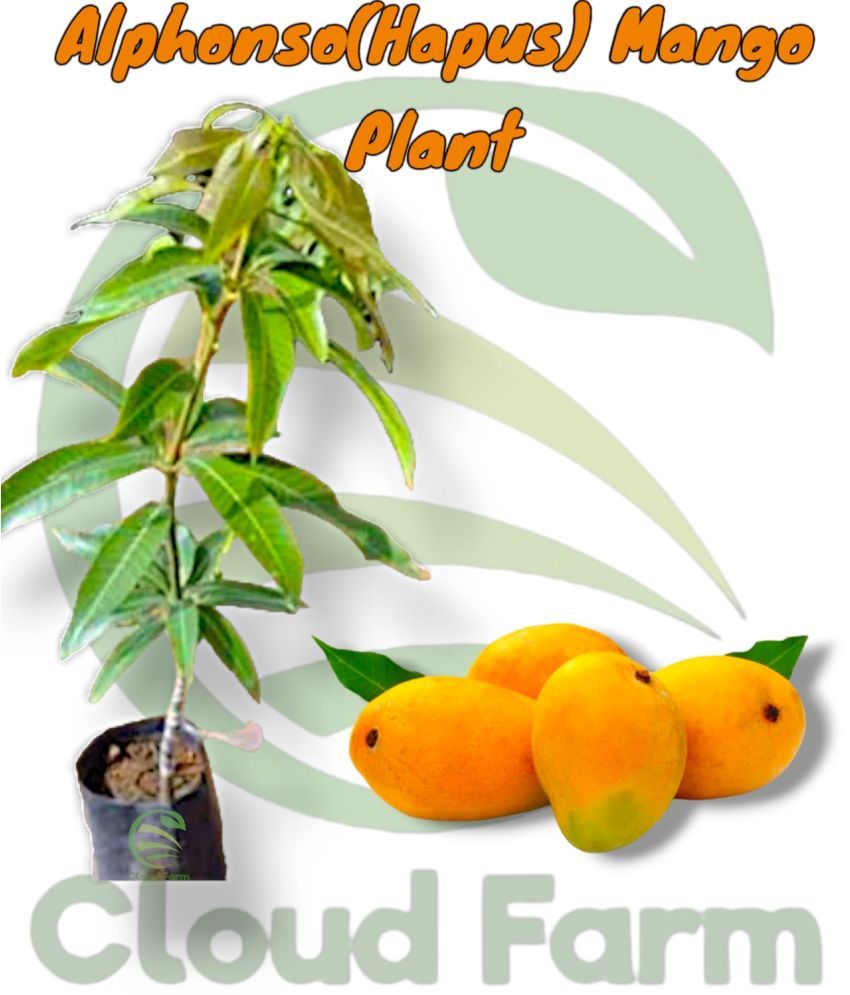     			Cloud Farm Outdoor Fruit Plant ( Pack of 1 )