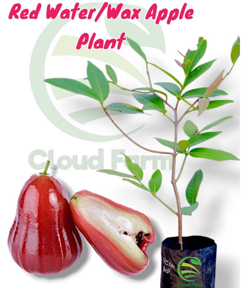     			Cloud Farm Outdoor Fruit Plant ( Pack of 1 )