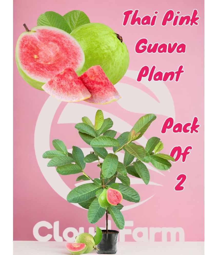     			Cloud Farm Outdoor Fruit Plant ( Pack of 2 )