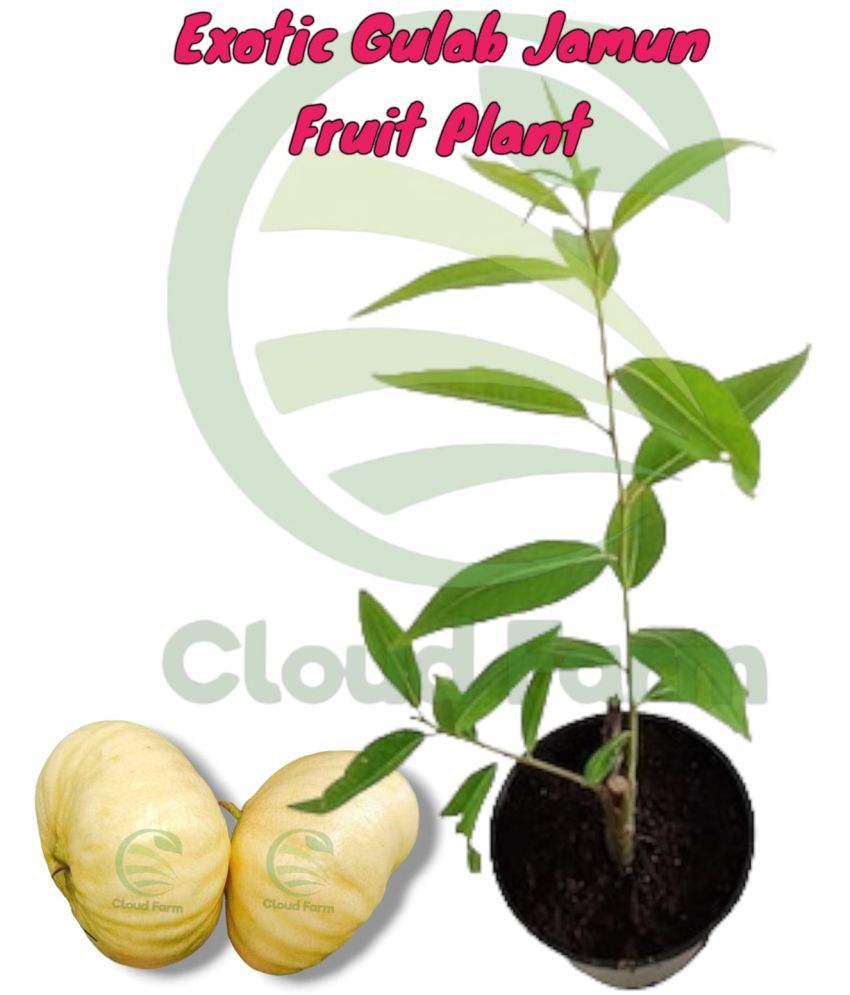     			Cloud Farm Outdoor Fruit Plant ( Pack of 1 )