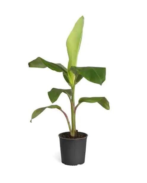     			Cloud Farm Outdoor Fruit Plant ( Pack of 1 )