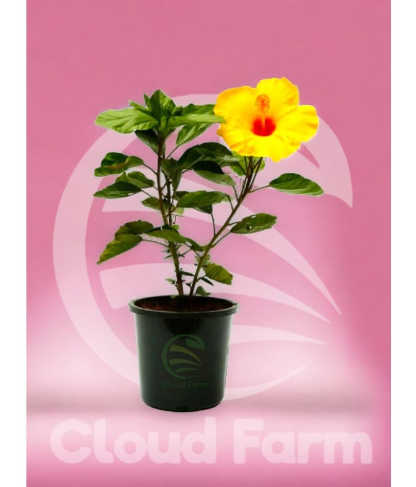     			Cloud Farm Outdoor Flower Plant ( Pack of 1 )