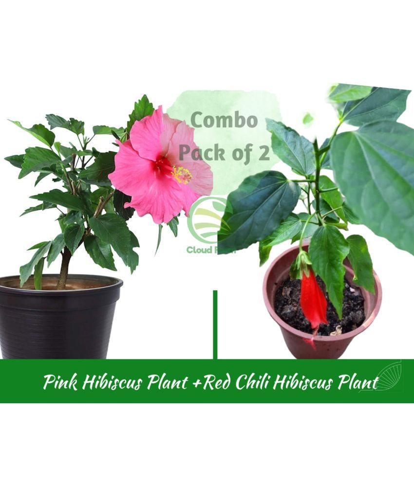     			Cloud Farm Outdoor Flower Plant ( Pack of 2 )