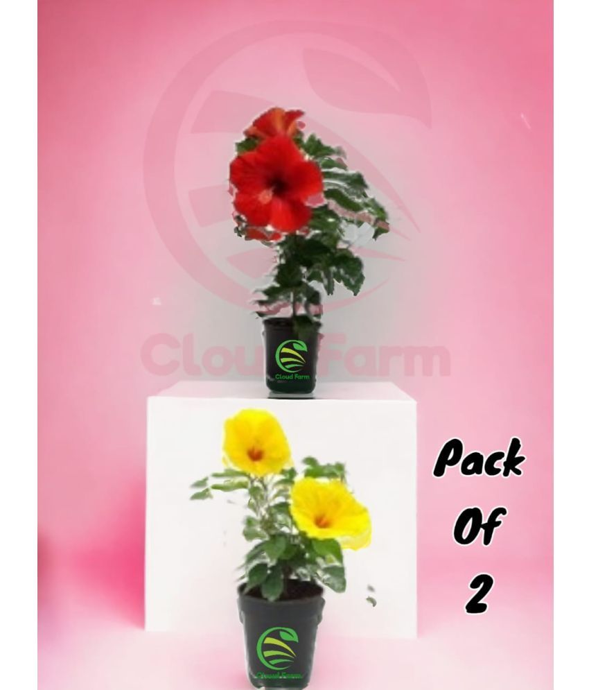     			Cloud Farm Outdoor Flower Plant ( Pack of 2 )