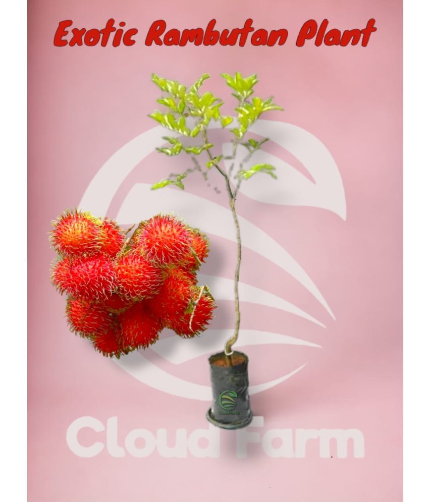     			Cloud Farm Outdoor Fruit Plant ( Pack of 1 )