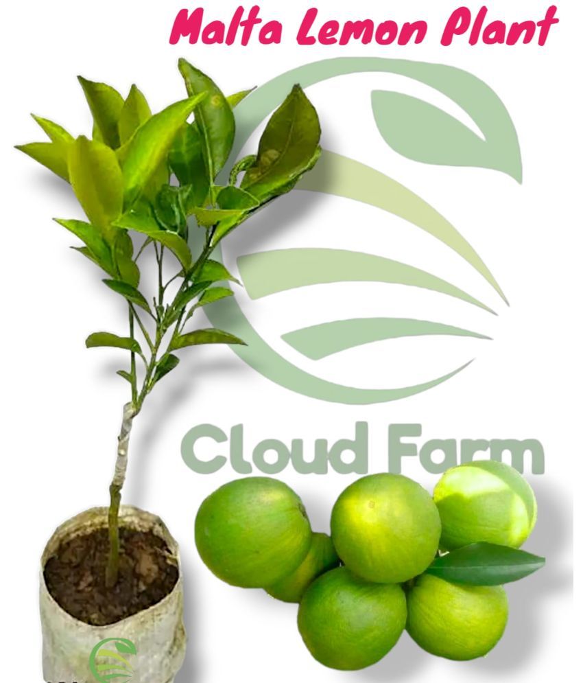     			Cloud Farm Outdoor Fruit Plant ( Pack of 1 )